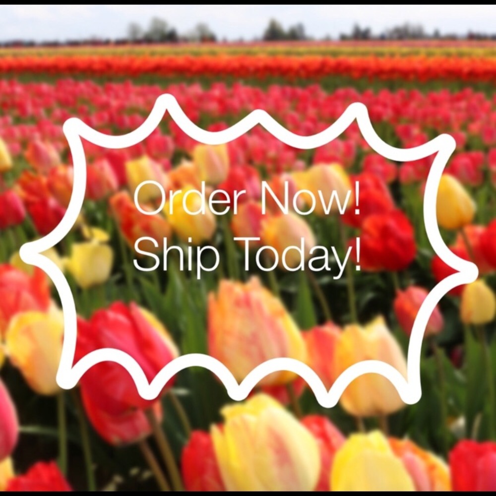 ❤️ I Ship Monday - Friday! Every Week! ❤️